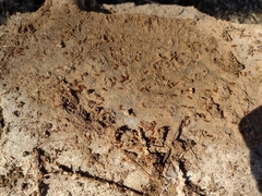 Solenopsis amblychila