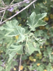 Malva subovata bicolor