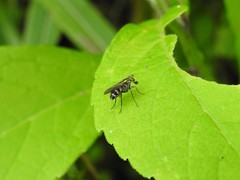 Plagioneurus univittatus