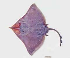 Dipturus melanospilus
