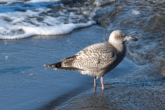 Larus glaucoides
