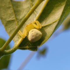 Thomisus spectabilis