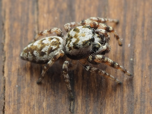 jumping spiders