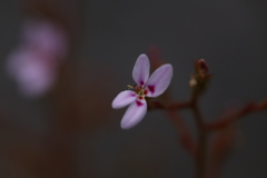 Stylidium assimile