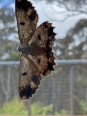 Scioglyptis lyciaria