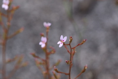 Stylidium assimile