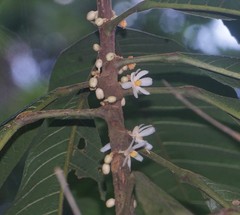 Carpotroche platyptera
