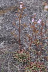 Stylidium assimile