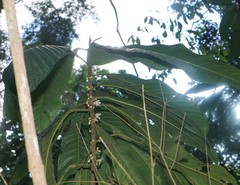 Carpotroche platyptera