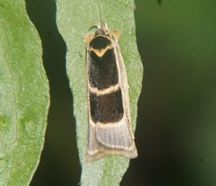 Antaeotricha renselariana