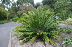 Encephalartos turneri