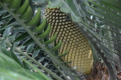 Encephalartos turneri