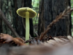 Hygrocybe olivaceonigra