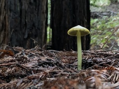 Hygrocybe olivaceonigra