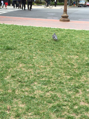 Columba livia
