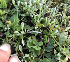 Hesperevax sparsiflora