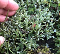 Hesperevax sparsiflora