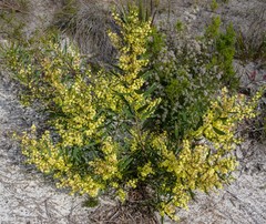 Acacia subcaerulea