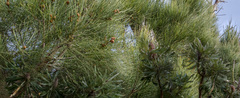 Allocasuarina fraseriana