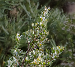 Adenanthos cuneatus