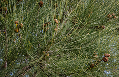 Allocasuarina fraseriana