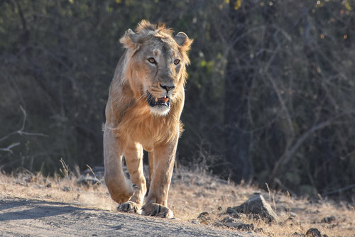 León (Panthera leo)