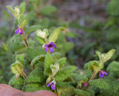 Tremandra stelligera