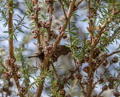 Taxandria juniperina