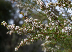 Taxandria juniperina