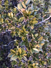 Quercus toumeyi