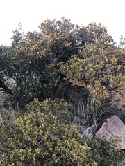 Quercus toumeyi