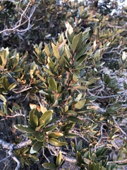 Quercus toumeyi