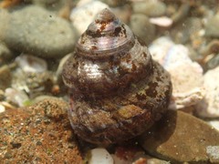 Calliostomatidae