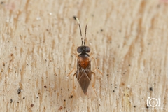 Anagyrus