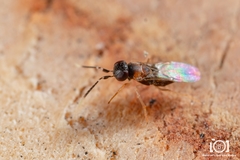 Anagyrus