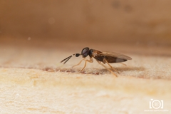 Anagyrus