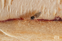 Anagyrus