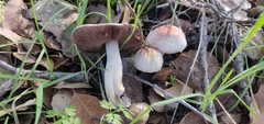 Agaricus kerriganii