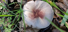 Agaricus kerriganii