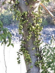 Ficus racemosa