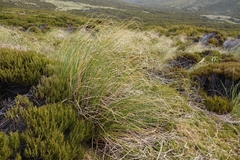 Chionochloa antarctica