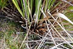 Chionochloa antarctica