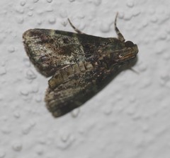 Orthaga atribasalis