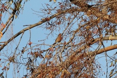 Haemorhous mexicanus