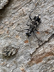 Distipsidera undulata