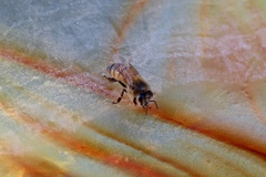 Apis mellifera
