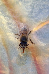 Apis mellifera