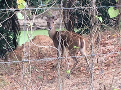Rusa