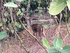 Rusa
