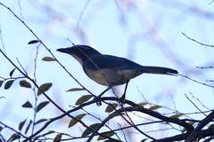 Aphelocoma californica